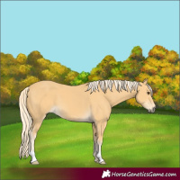 Horse Color:Palomino