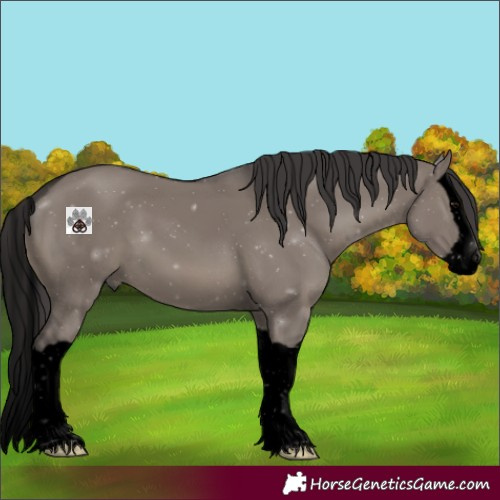 Horse Color:Void Smoky Grullo Splash 