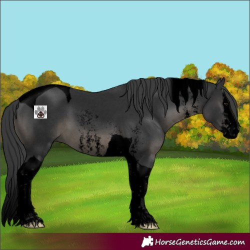 Horse Color:Void Black Sabino Splash Tobiano 
