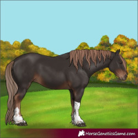 Horse Color:Liver Chestnut Tobiano 