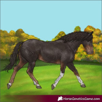 Horse Color:Liver Chestnut Tobiano 