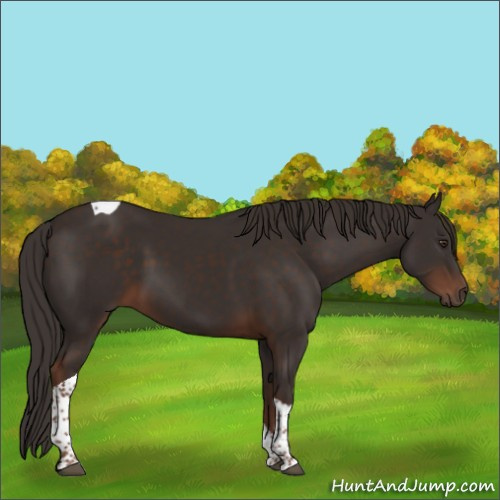 Horse Color:Liver Chestnut Tobiano 