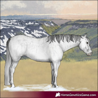Horse Color:White Spotted Blue Roan Rabicano  and Gray White Spotted Blue Roan Rabicano 
