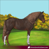 Horse Color:Liver Chestnut Tobiano 