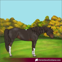 Horse Color:Liver Chestnut Tobiano 