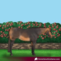 Horse Color:Buckskin 