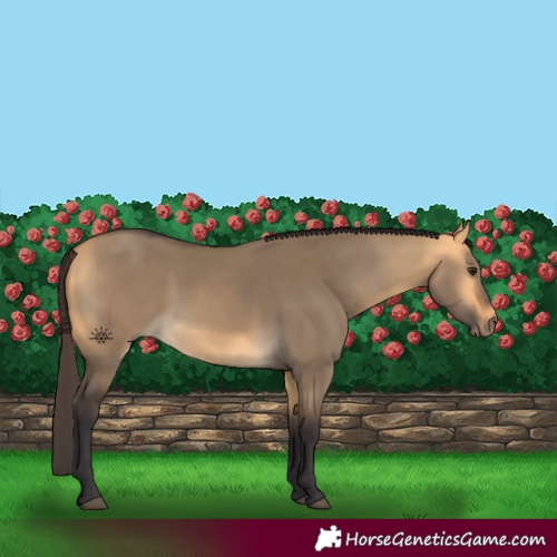 Horse Color:Buckskin Dun 