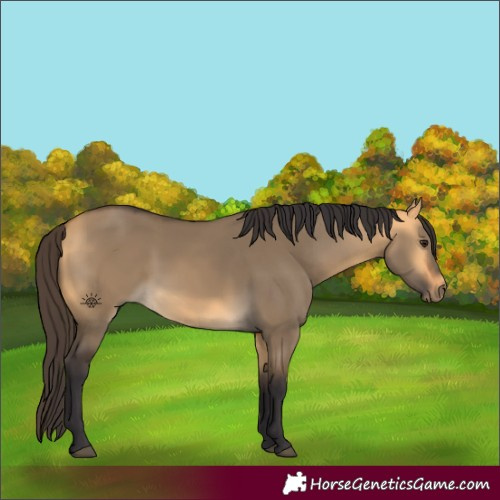 Horse Color:Buckskin Dun