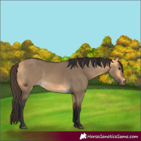 Horse Color:Buckskin Dun 
