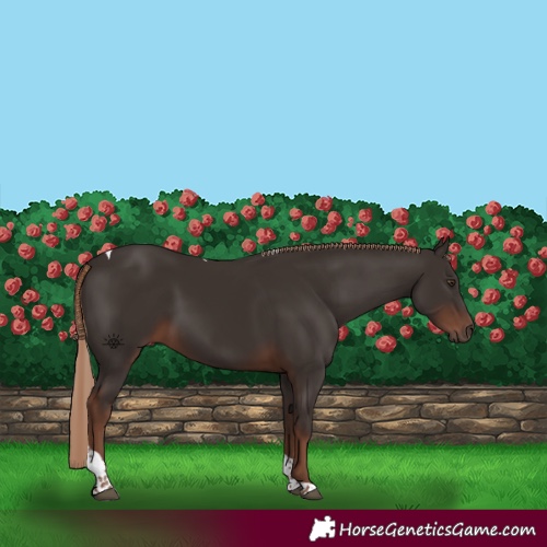 Horse Color:Liver Chestnut Tobiano 