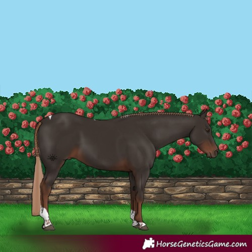 Horse Color:Liver Chestnut Tobiano