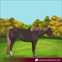 Horse Color:Liver Chestnut Tobiano 