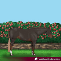 Horse Color:Liver Chestnut Tobiano 