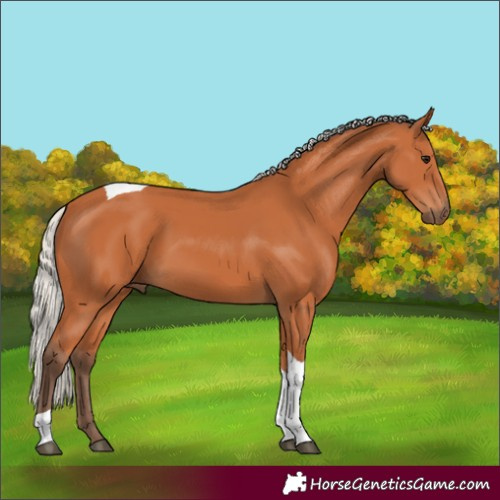 Horse Color:Silver Bay Tobiano 