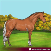 Horse Color:Silver Bay Tobiano 