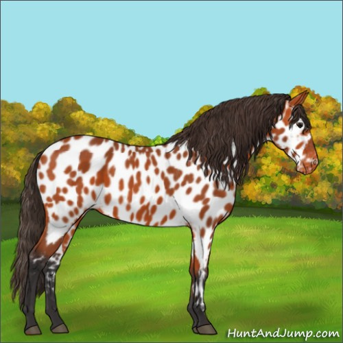 Horse Color:Bay Appaloosa
