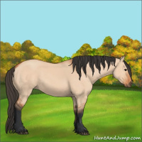 Horse Color:Bay Dun