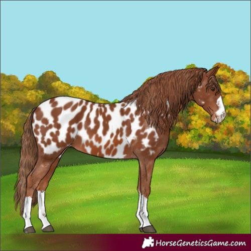 Horse Color:Chestnut Appaloosa 