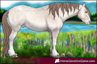 Horse Color:Amber Champagne Ice Onyx Sabino Tobiano Appaloosa 