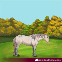 Horse Color:Brown Dun Appaloosa 