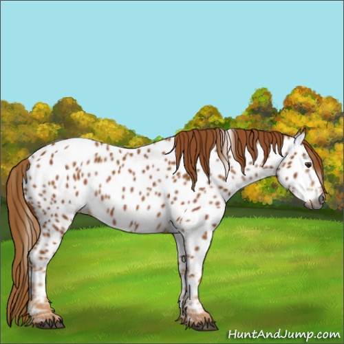 Horse Color:Gray Chestnut Appaloosa 