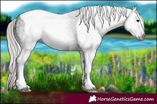 Horse Color:Gray Midnight Silver Black Tobiano 