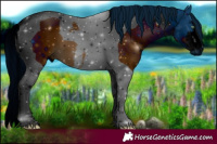 Horse Color:ERROR: UNKNOWN ANOMALY