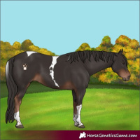 Horse Color:Liver Chestnut Tobiano 