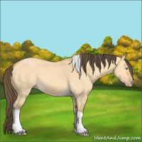 Horse Color:Amber Cream Champagne Dun Tobiano 