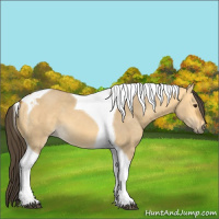 Horse Color:Buckskin Dun Tobiano