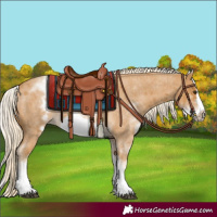 Horse Color:White Spotted Palomino Roan Frame 
