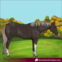 Horse Color:Liver Chestnut Tobiano 