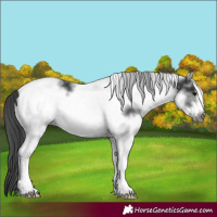 Horse Color:White Spotted Black Frame 