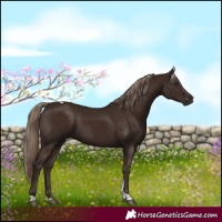 Horse Color:Liver Chestnut Tobiano 