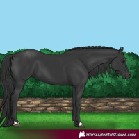Horse Color:Black 