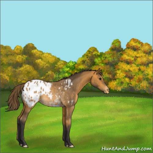 Horse Color:Buckskin Appaloosa Rabicano 
