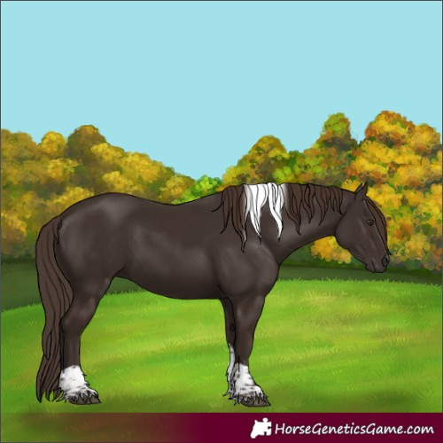 Horse Color:Liver Chestnut Tobiano 