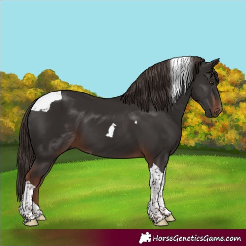 Horse Color:Liver Chestnut Tobiano 