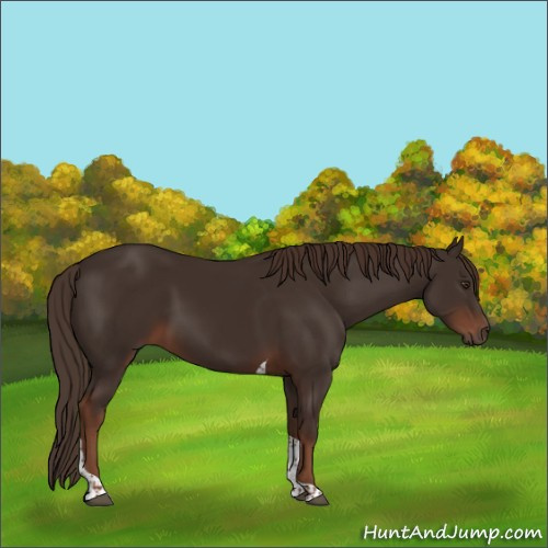 Horse Color:Liver Chestnut Tobiano