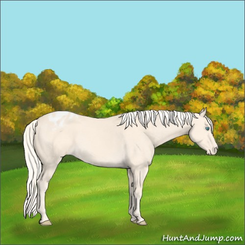 Horse Color:Cremello Appaloosa 