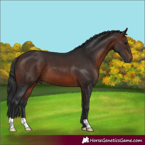Horse Color:Brown 