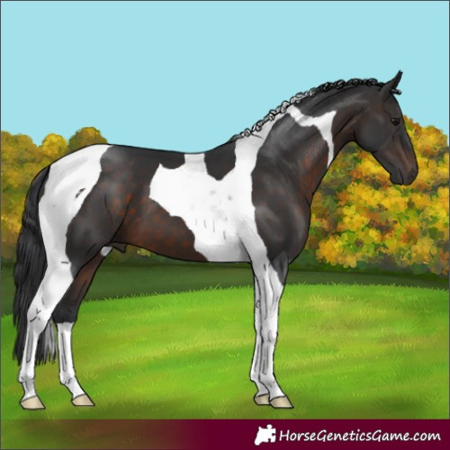 Horse Color:Brown Tobiano 