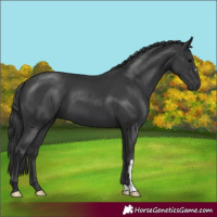 Horse Color:Black 