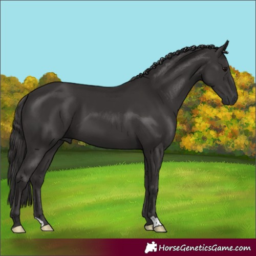 Horse Color:Smoky Black 