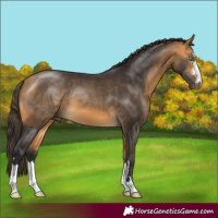 Horse Color:Buckskin 
