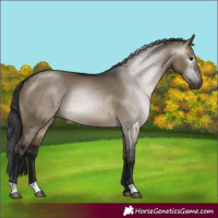 Horse Color:Gray Brown Dun 