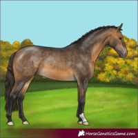 Horse Color:Buckskin 