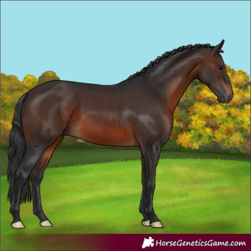 Horse Color:Brown 