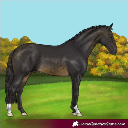 Horse Color:Buckskin 