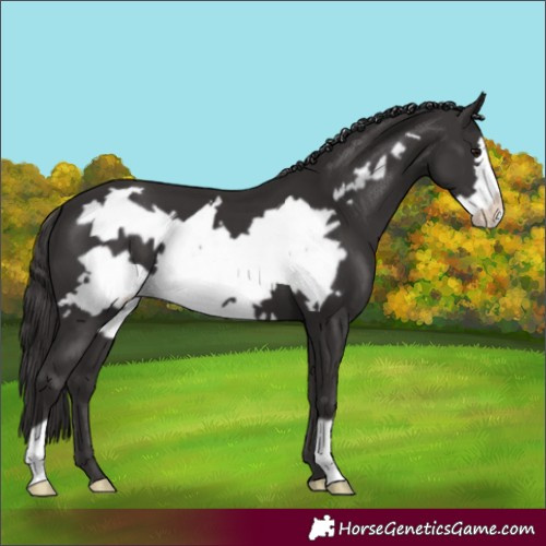 Horse Color:Smoky Black Frame 